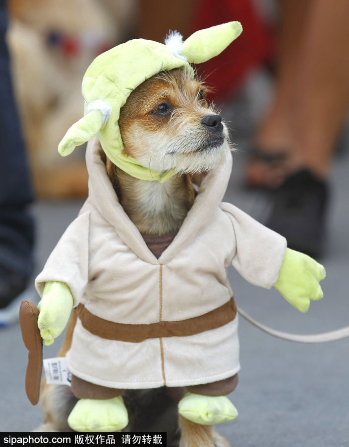 美國(guó)圣地亞哥動(dòng)漫展期間 狗狗身著各色服飾秒變時(shí)尚icon
