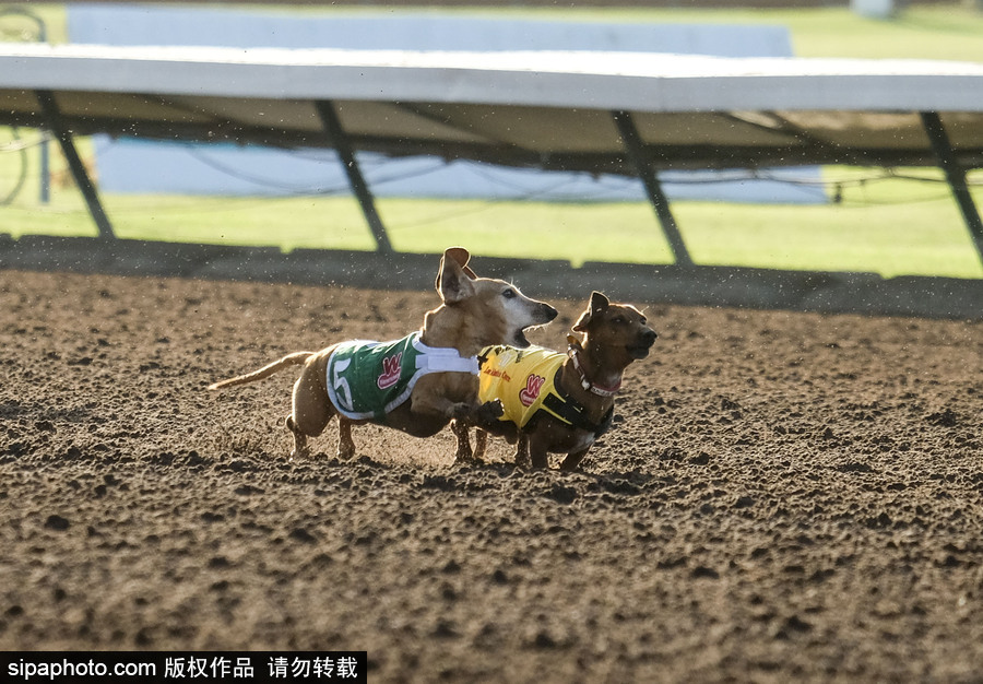 另類速度與激情！第23屆美國年度賽狗大會開幕