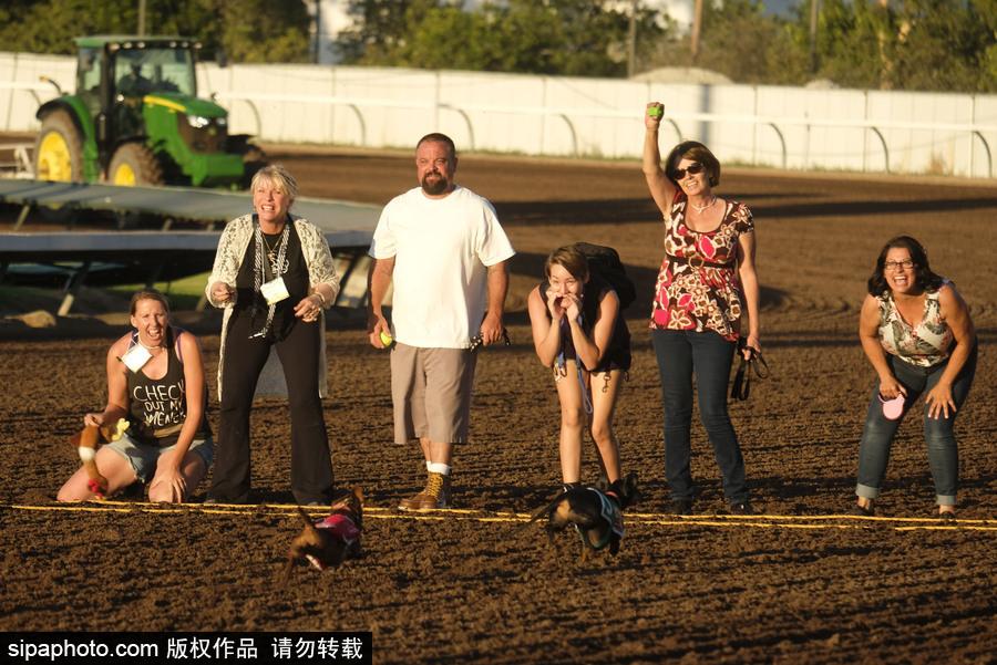 另類速度與激情！第23屆美國年度賽狗大會開幕