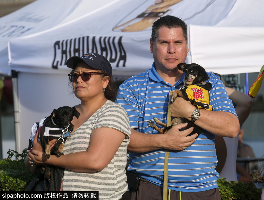 另類速度與激情！第23屆美國年度賽狗大會開幕