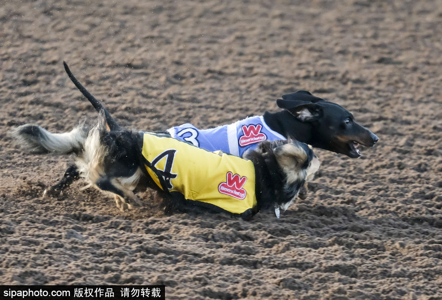 另類速度與激情！第23屆美國年度賽狗大會開幕