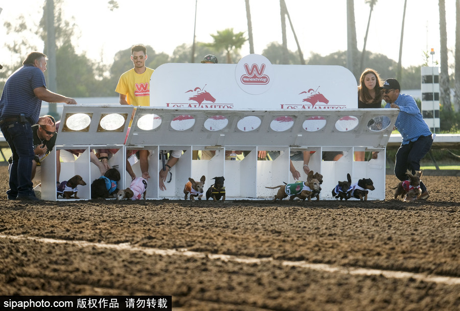 另類(lèi)速度與激情！第23屆美國(guó)年度賽狗大會(huì)開(kāi)幕