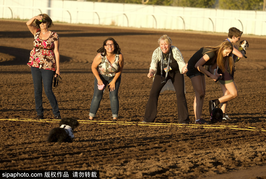 另類速度與激情！第23屆美國年度賽狗大會開幕