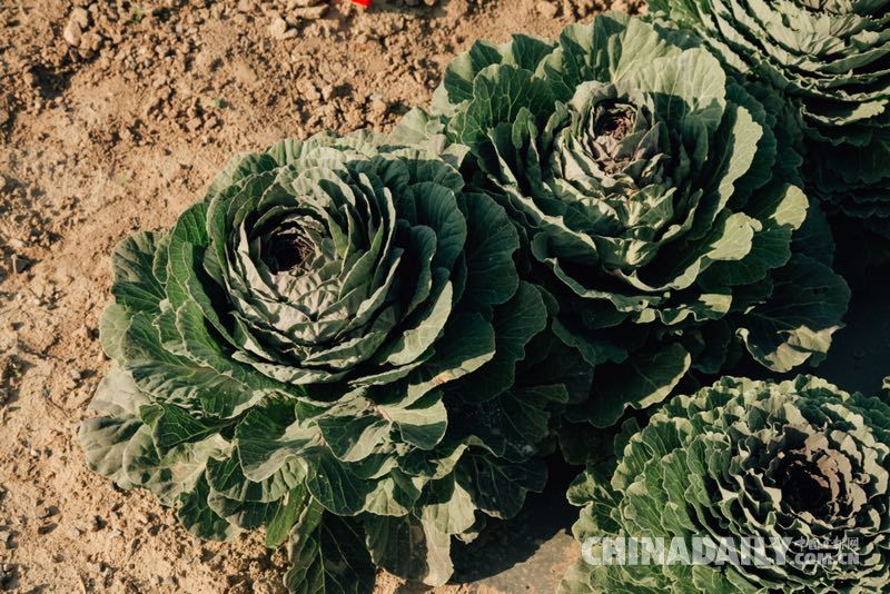 昔日苦甲地 今日“中國(西部)冷涼蔬菜之鄉(xiāng)”
