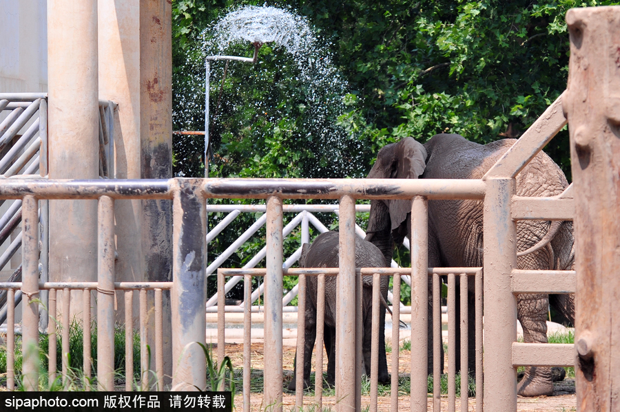 北京動物園開啟防暑模式 小動物們應對高溫有“奇招”