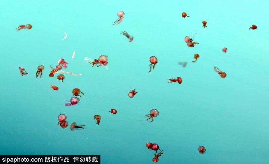 美麗的“藍色災害”！西班牙馬拉加海灘出現(xiàn)新水母