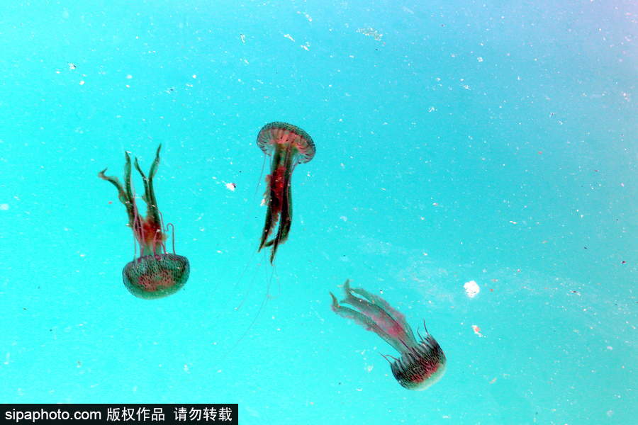 美麗的“藍色災害”！西班牙馬拉加海灘出現新水母