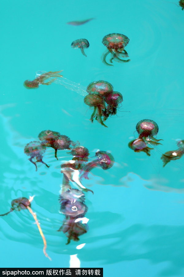 美麗的“藍色災害”！西班牙馬拉加海灘出現新水母
