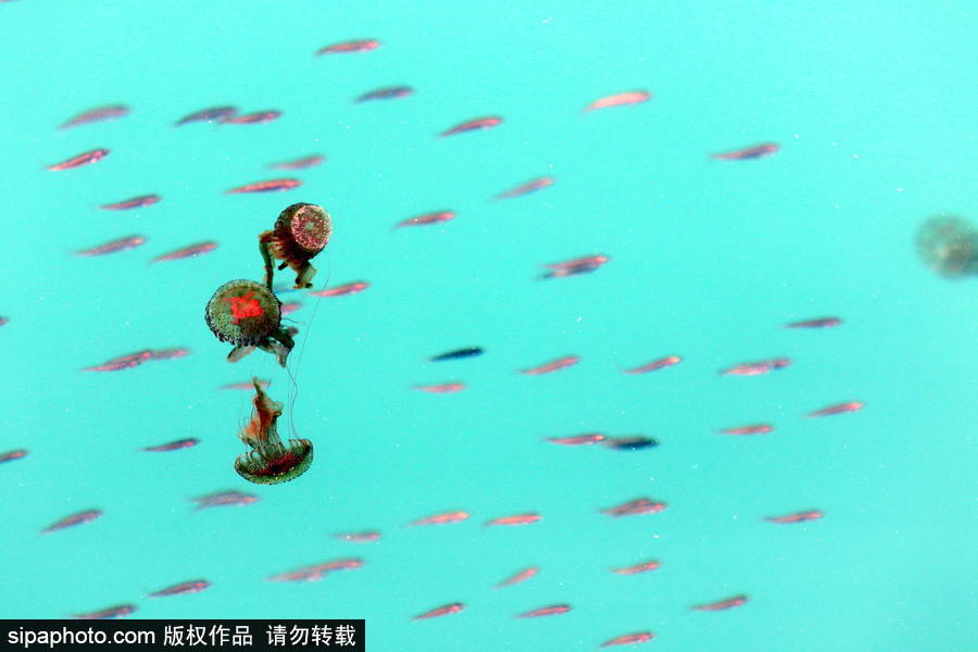 美麗的“藍色災害”！西班牙馬拉加海灘出現新水母