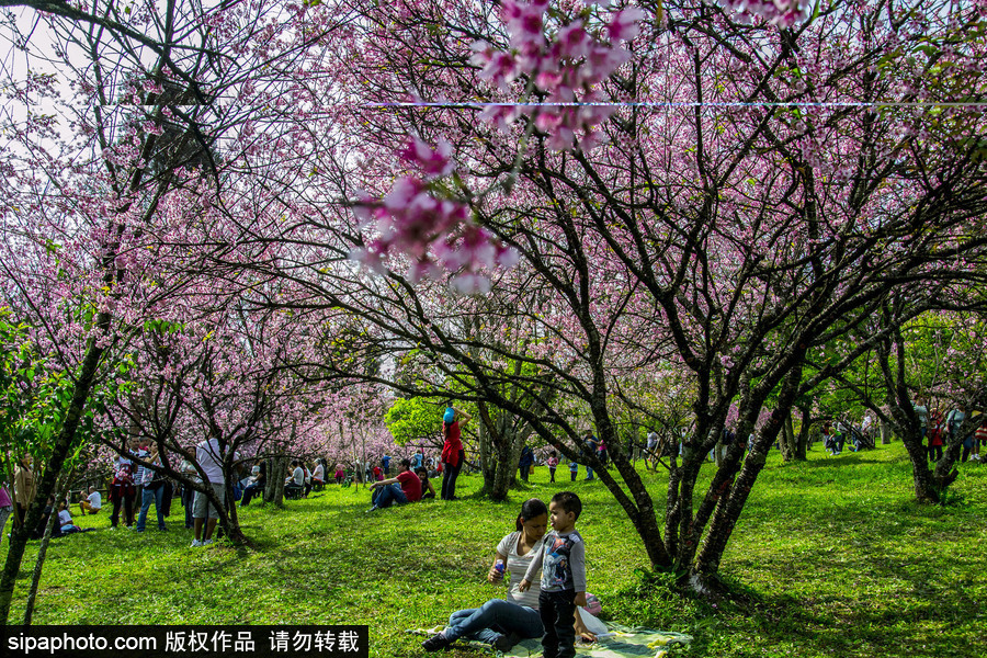 南半球的櫻花季終于到啦！巴西圣保羅櫻花盛開吸引大批游客觀賞
