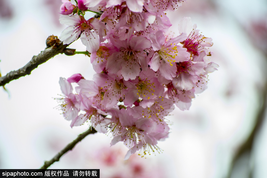 南半球的櫻花季終于到啦！巴西圣保羅櫻花盛開吸引大批游客觀賞