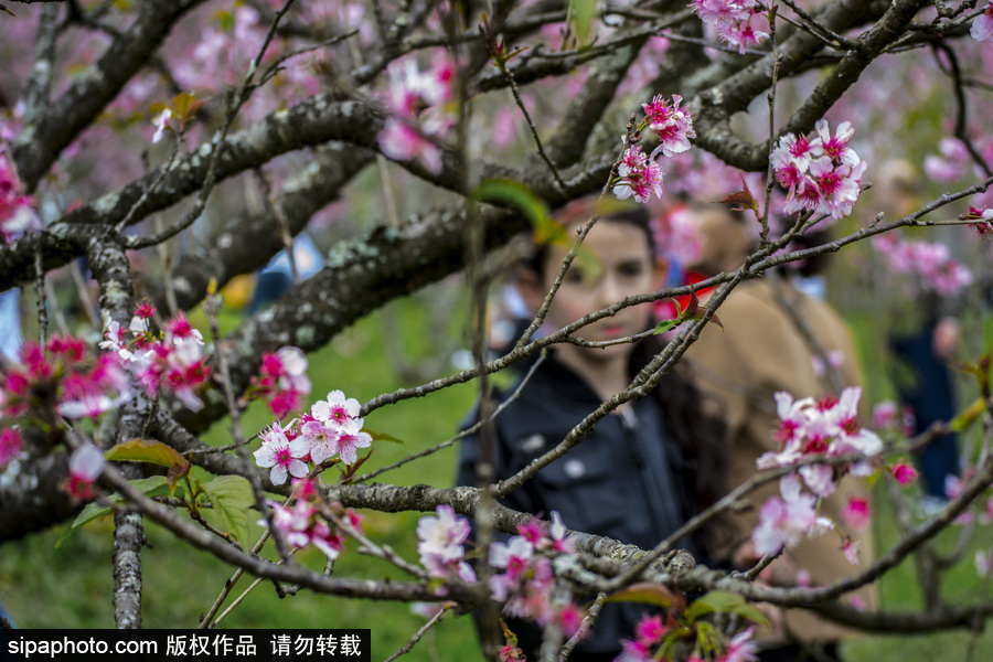 南半球的櫻花季終于到啦！巴西圣保羅櫻花盛開吸引大批游客觀賞