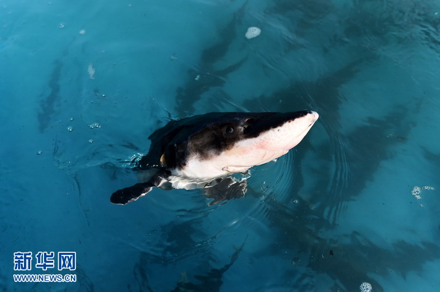 萌翻了！長江沿線的珍稀動物你知道幾個？