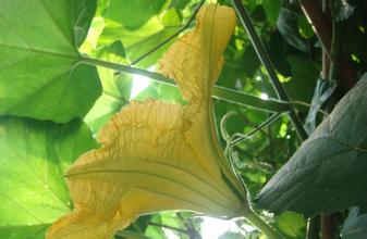 七夕,那些你不知道的節(jié)日傳統(tǒng)