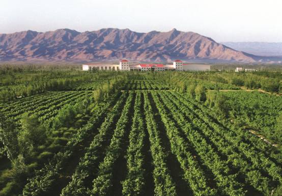 寧夏的“紫色名片”:賀蘭山東麓葡萄酒