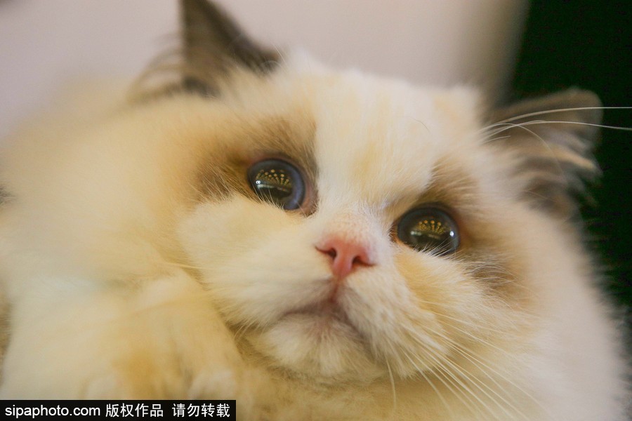 巴西圣保羅：貓咪比美大賽開始啦！各式貓咪軟萌亮相