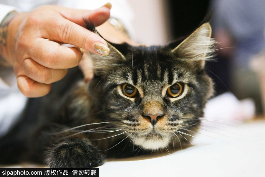 巴西圣保羅：貓咪比美大賽開(kāi)始啦！各式貓咪軟萌亮相