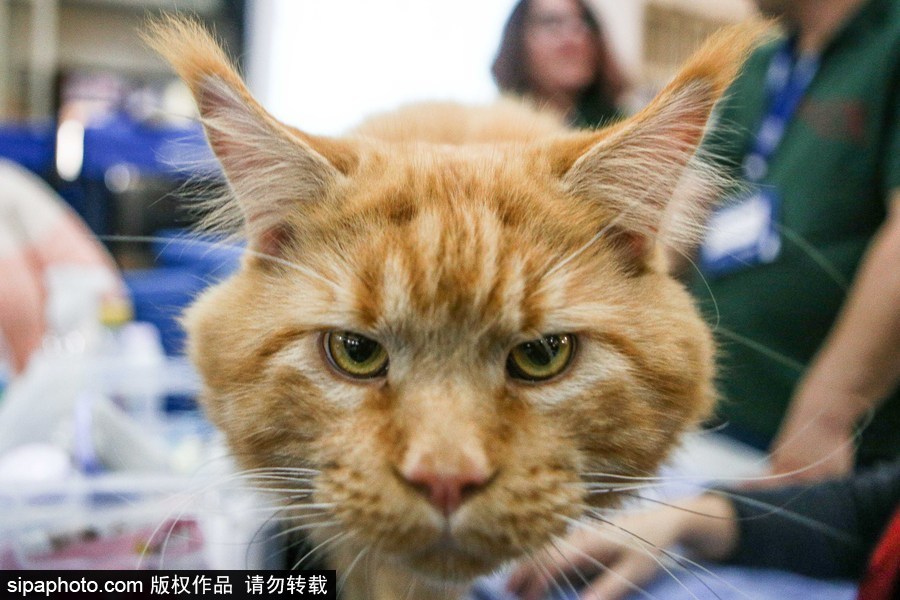 巴西圣保羅：貓咪比美大賽開始啦！各式貓咪軟萌亮相