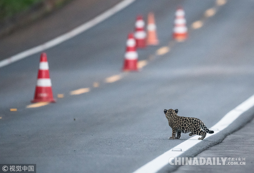巴西：美洲豹一家過馬路被抓拍 當地僅余200頭
