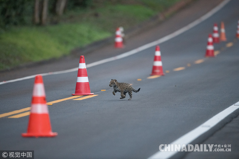 巴西：美洲豹一家過馬路被抓拍 當(dāng)?shù)貎H余200頭