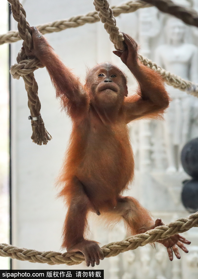 比利時布魯塞爾：爭萌逗趣狀況頻出！珍稀動物生態(tài)百相