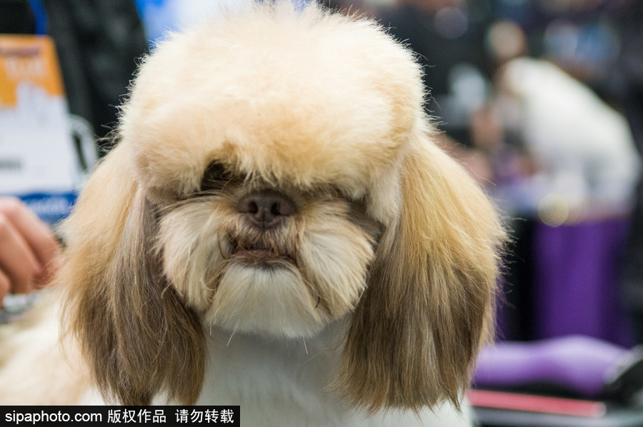 2018南美寵物展：各款萌寵及周邊產品亮相巴西圣保羅