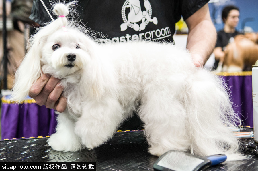 2018南美寵物展：各款萌寵及周邊產(chǎn)品亮相巴西圣保羅