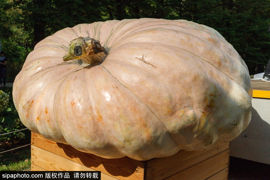 俄羅斯最大的南瓜亮相莫斯科國立大學(xué)植物園 重達645.5公斤