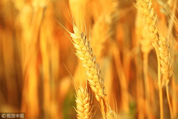 秋天好干燥,怎么吃才好?這份養生攻略請收好