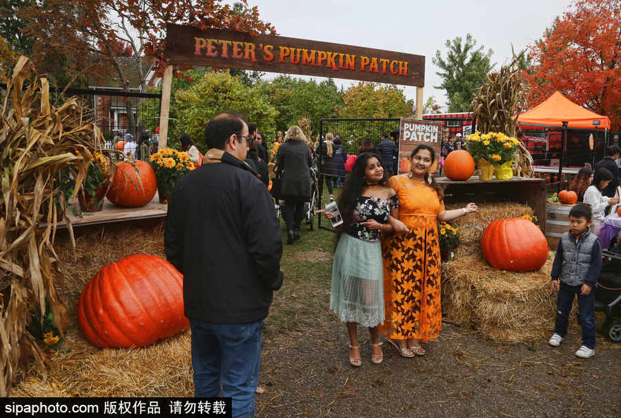 加拿大安大略省：男女老少齊出動(dòng)！數(shù)百人參加南瓜節(jié)慶祝活動(dòng)