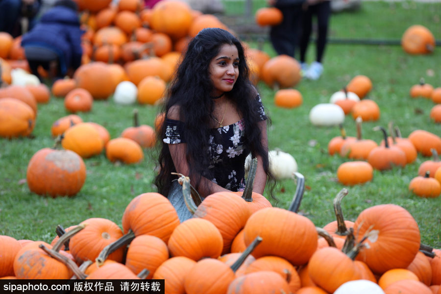 加拿大安大略省：男女老少齊出動！數(shù)百人參加南瓜節(jié)慶祝活動