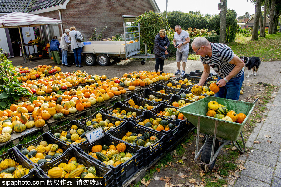 荷蘭海爾許霍瓦德：秋天是南瓜的季節！市場各色南瓜讓人眼花繚亂