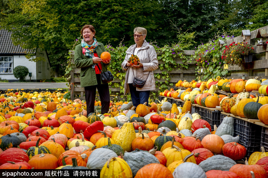 荷蘭海爾許霍瓦德：秋天是南瓜的季節(jié)！市場各色南瓜讓人眼花繚亂