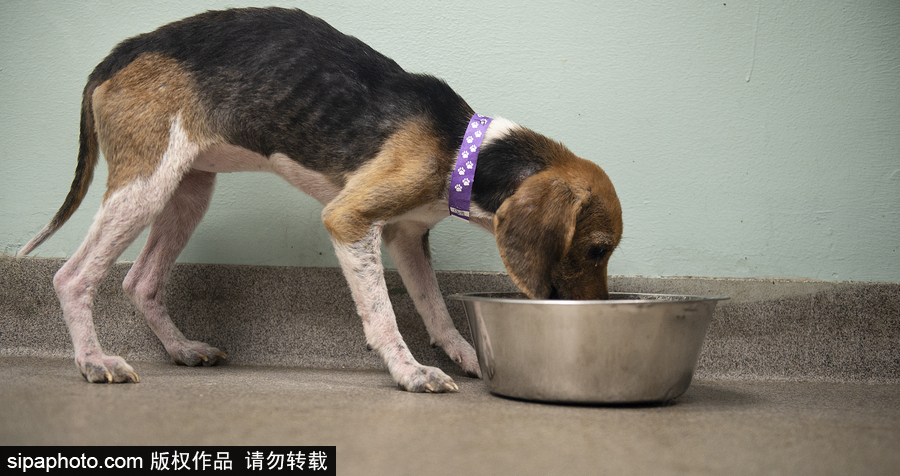 美國(guó)賓夕法尼亞州：70多只小獵犬得救 “感激狀”表情呆萌可愛