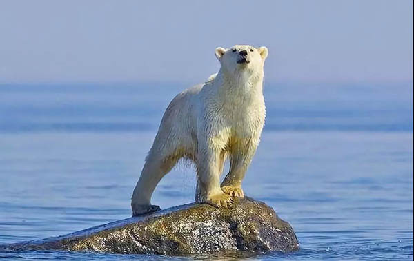 中國(guó)專家:國(guó)際共識(shí)強(qiáng)、公眾意識(shí)高、技術(shù)進(jìn)步快使全球溫控1.5℃目標(biāo)可行