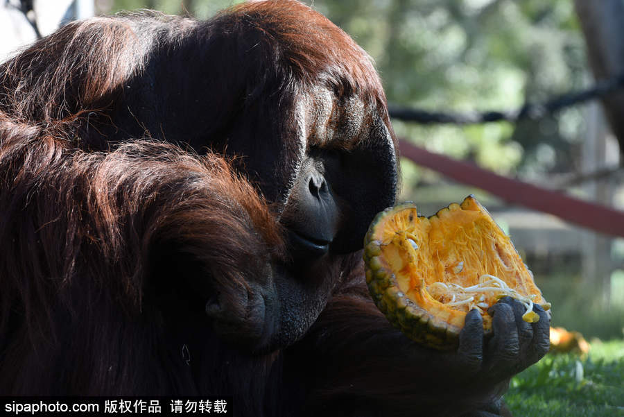 西班牙：馬德里動物園為萬圣節(jié)做準(zhǔn)備 婆羅洲猩猩寶寶享用南瓜早餐調(diào)皮可愛