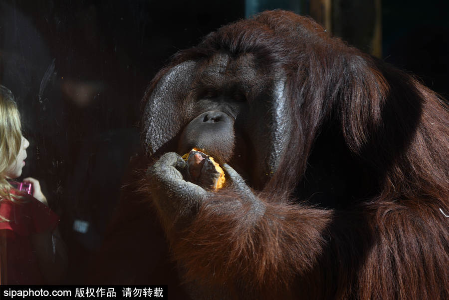 西班牙：馬德里動物園為萬圣節做準備 婆羅洲猩猩寶寶享用南瓜早餐調皮可愛