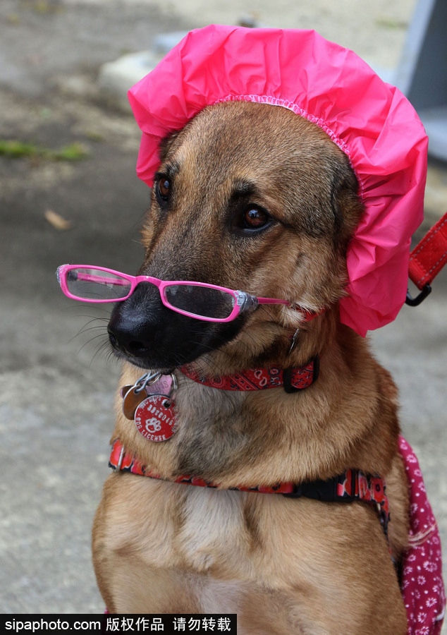 美國紐約：狗狗變身coser！第28屆湯普金斯廣場萬圣節狗狗游行萌翻全場