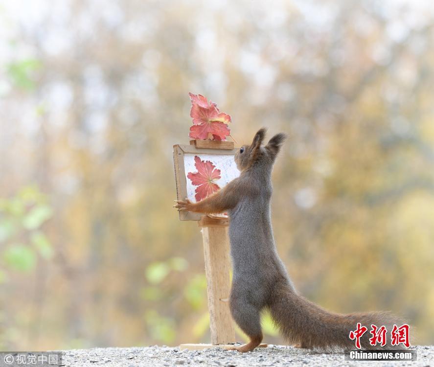 被萌到了！小松鼠變身“畫家”繪紅葉