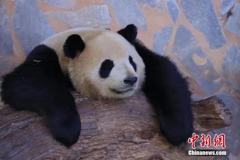 冬天來吸大熊貓 看“滾滾”的各種憨態睡姿