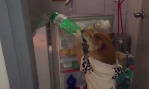 愛看電視的狗狗長什么樣？香港一柴犬被稱最像人類的狗【組圖】