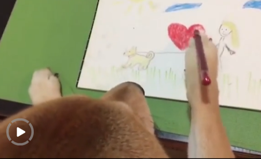 柴犬因愛看電視有“繪畫技能”走紅網(wǎng)絡【圖】