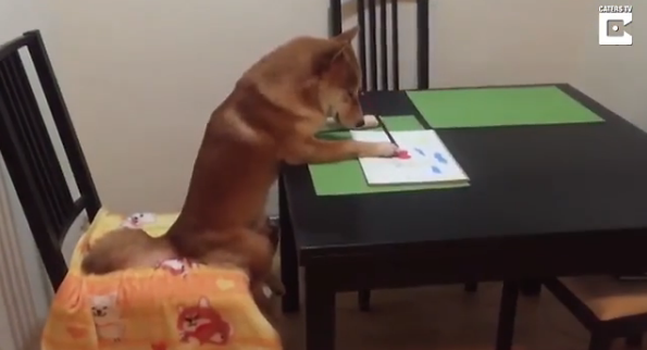 柴犬因愛看電視有“繪畫技能”走紅網(wǎng)絡(luò)【圖】