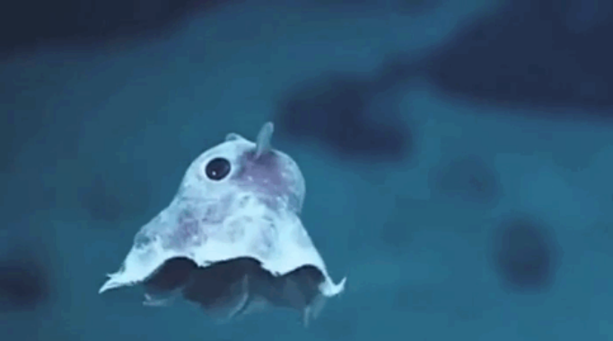 這些動(dòng)物寶寶你能認(rèn)識(shí)幾個(gè)？