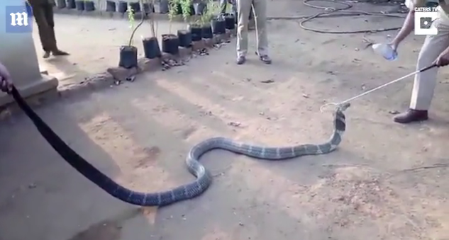 “我好渴！”眼鏡蛇爬進村莊求助 村民喂瓶裝水