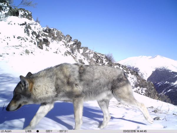 新疆兩河源自然保護區2018首現雪豹行蹤