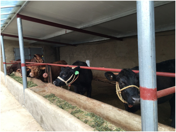 楊嶺村扶貧記:養牛路上奔小康