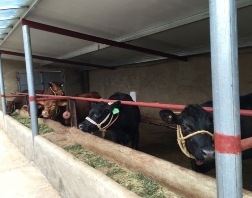 [光明網]楊嶺村扶貧記：養牛路上奔小康