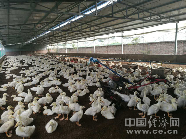 【網(wǎng)絡(luò)媒體“走轉(zhuǎn)改”】蘆山紅星村:精準(zhǔn)扶貧“不破樓蘭終不還”