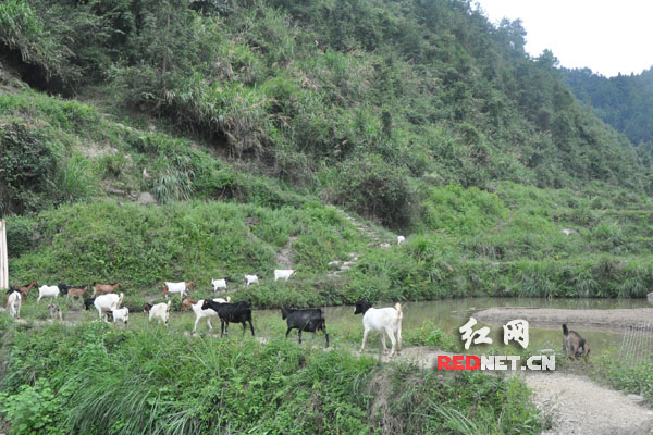 【網絡媒體走轉改】永順三家田村:小基金大作用 留下永不撤走的扶貧隊